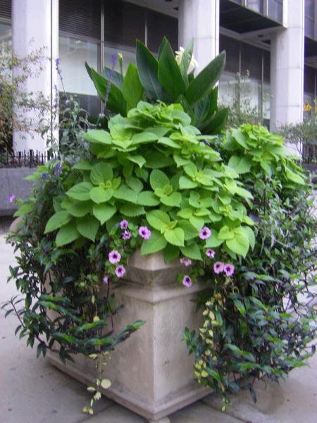 City Planting 020